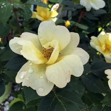 A pale yellow rose with water droplets on its petals is surrounded by dark green leaves. Other similar flowers are visible in the background.