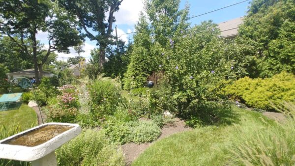 A lush backyard garden with various green plants and flowers, a birdbath in the foreground, and a house partly visible behind trees and shrubs on a sunny day.