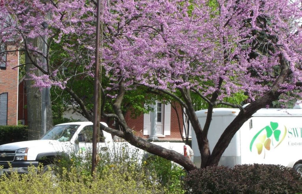 A white pickup truck and a trailer are parked behind a blooming tree with pink flowers, in front of a building with brick walls and white windows. Green bushes are in the foreground.
