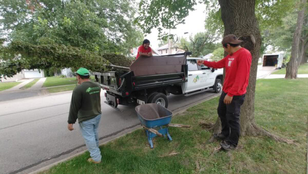 Three workers load tree branches into a dump truck parked on a residential street. One man stands next to a blue wheelbarrow, another is on the truck, and a third points toward the truck bed.