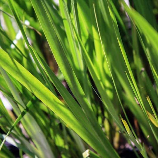 Close-up of long, narrow green grass blades in sunlight, with sharp details and a blurred background.