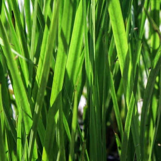Close-up view of tall, green blades of grass with sunlight filtering through, creating bright highlights and shadows on the leaves.