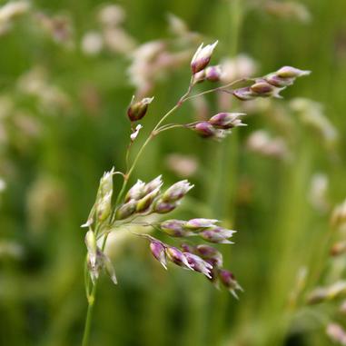 Close-up of a delicate grass flower with small purple and white buds against a blurred green background.