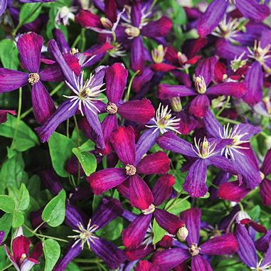 Purple and magenta clematis flowers with star-shaped petals and white centers grow among green leaves, creating a vibrant and lush display.
