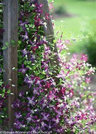 Purple clematis flowers with green leaves climb a wooden trellis in a garden, with sunlight highlighting the vibrant colors.
