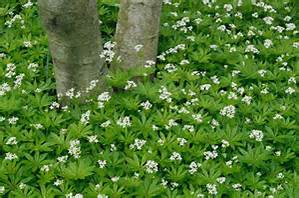 Two tree trunks surrounded by dense green foliage and small white flowers covering the ground.