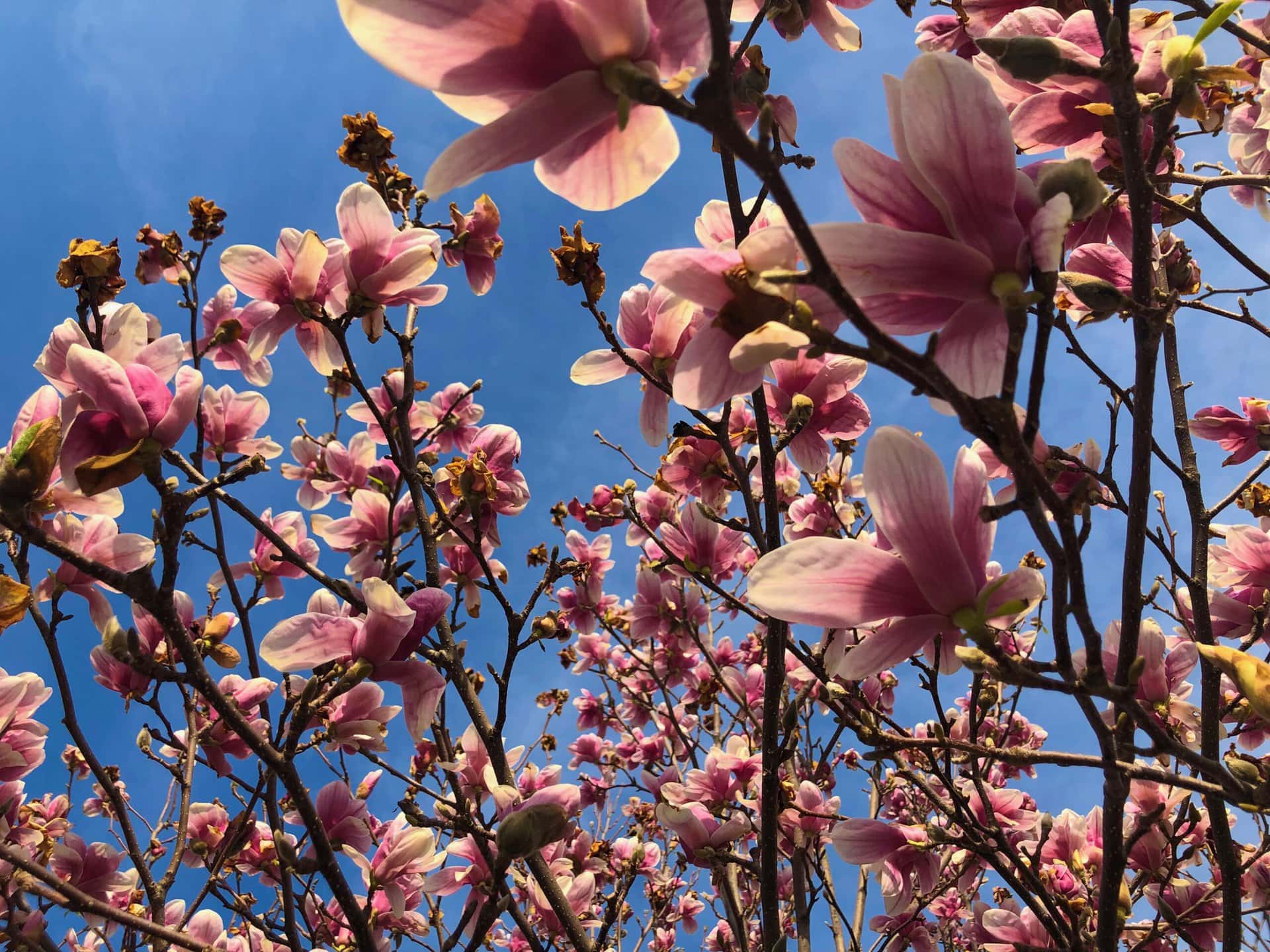 Pink magnolia flowers bloom on branches against a bright blue sky, viewed from below. Sunlight highlights petals, creating a vibrant contrast with the clear sky, capturing the essence of spring.