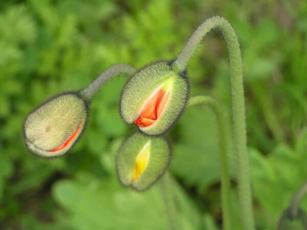 Three fuzzy, green flower buds with hints of red and yellow petals are beginning to open against a blurred green background.