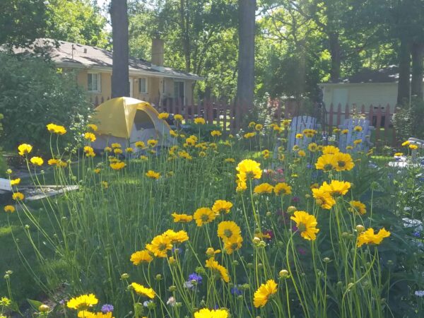 A garden with tall yellow flowers, a yellow tent, white Adirondack chairs, trees, and two houses in the background on a sunny day.