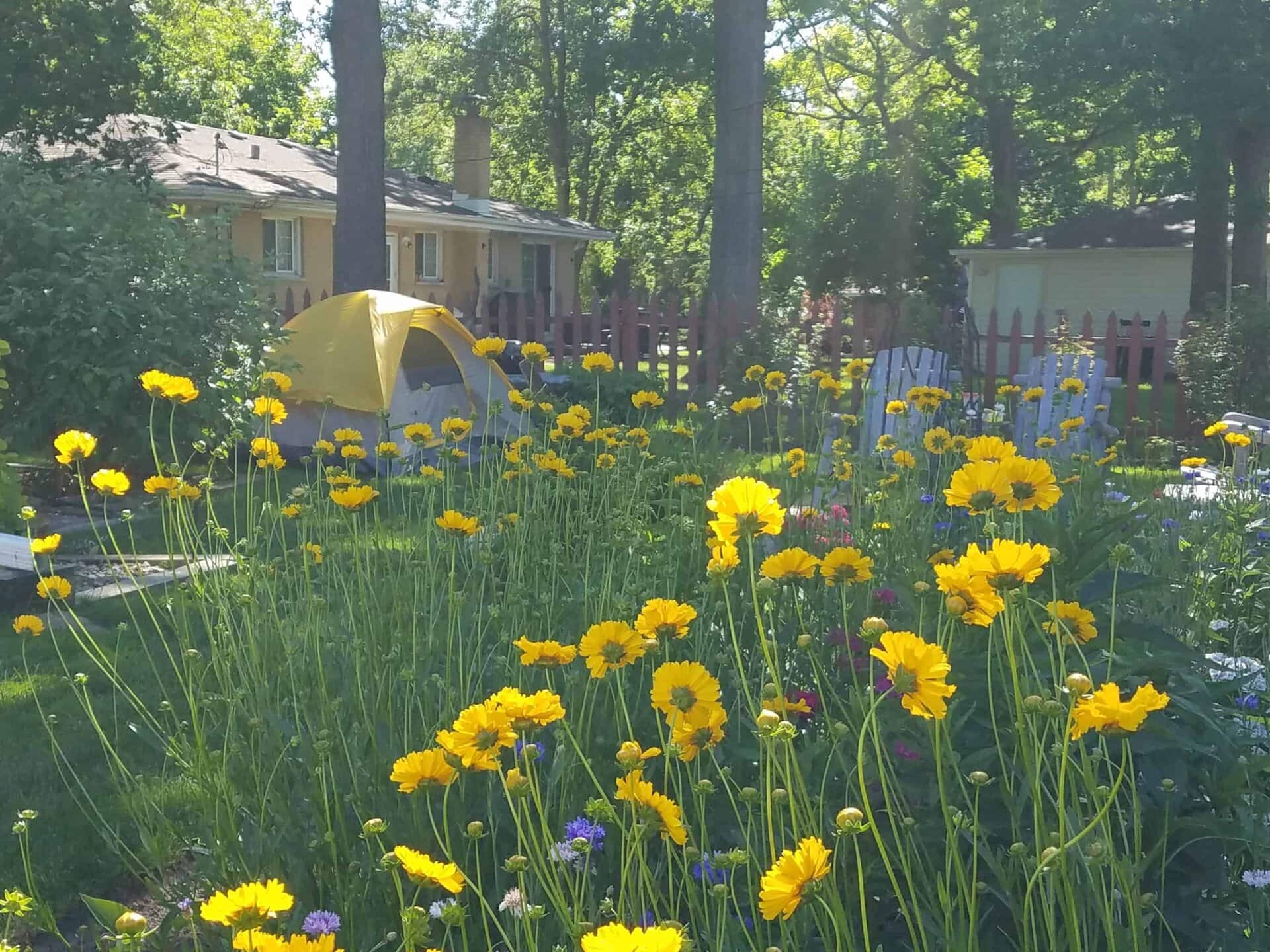 A garden with tall yellow flowers, a yellow tent, white Adirondack chairs, trees, and two houses in the background on a sunny day.