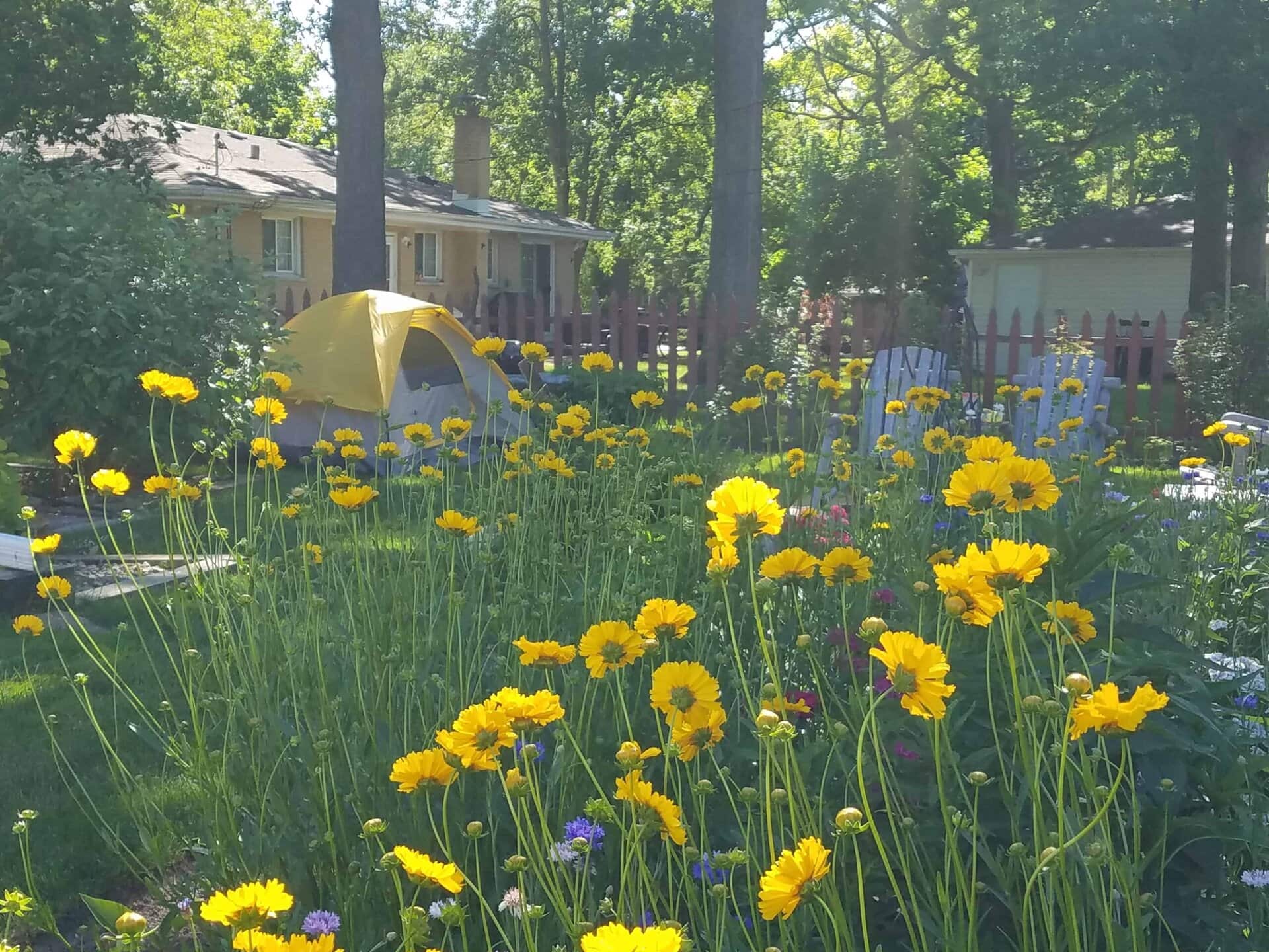 Yellow wildflowers in a sunny backyard with a small yellow tent, green trees, wooden Adirondack chairs, and a house with a red fence in the background.