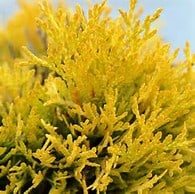 Close-up of dense, bright yellow foliage of a coniferous plant, with fine, needle-like leaves against a light sky background.