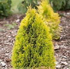 A small, conical evergreen shrub with bright yellow-green foliage growing in a mulched garden bed, with another similar shrub in the background.