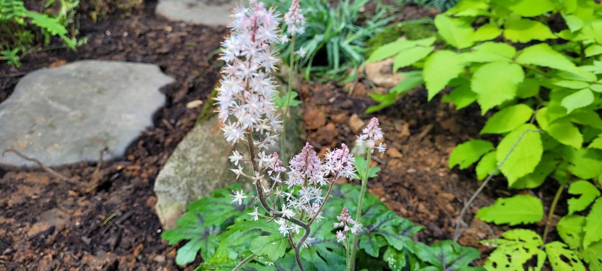 A cluster of small, pale pink flowers with star-shaped petals grows among green leaves in a garden bed, bordered by stone slabs and rich brown soil.