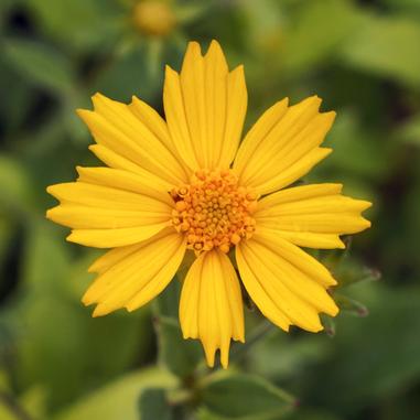 Close-up of a bright yellow daisy-like flower with pointed petals and a textured center, set against a blurred green background.