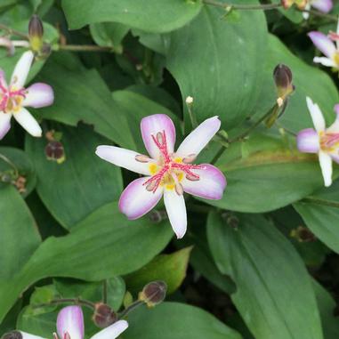 A close-up of a white and pink flower with yellow details, surrounded by green leaves and several flower buds.