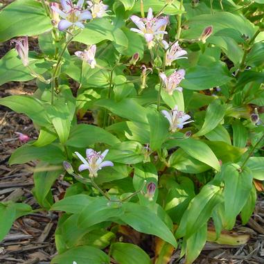 Green leafy plant with clusters of small, star-shaped, pale pink flowers and several buds, growing in a garden bed with wood chip mulch.