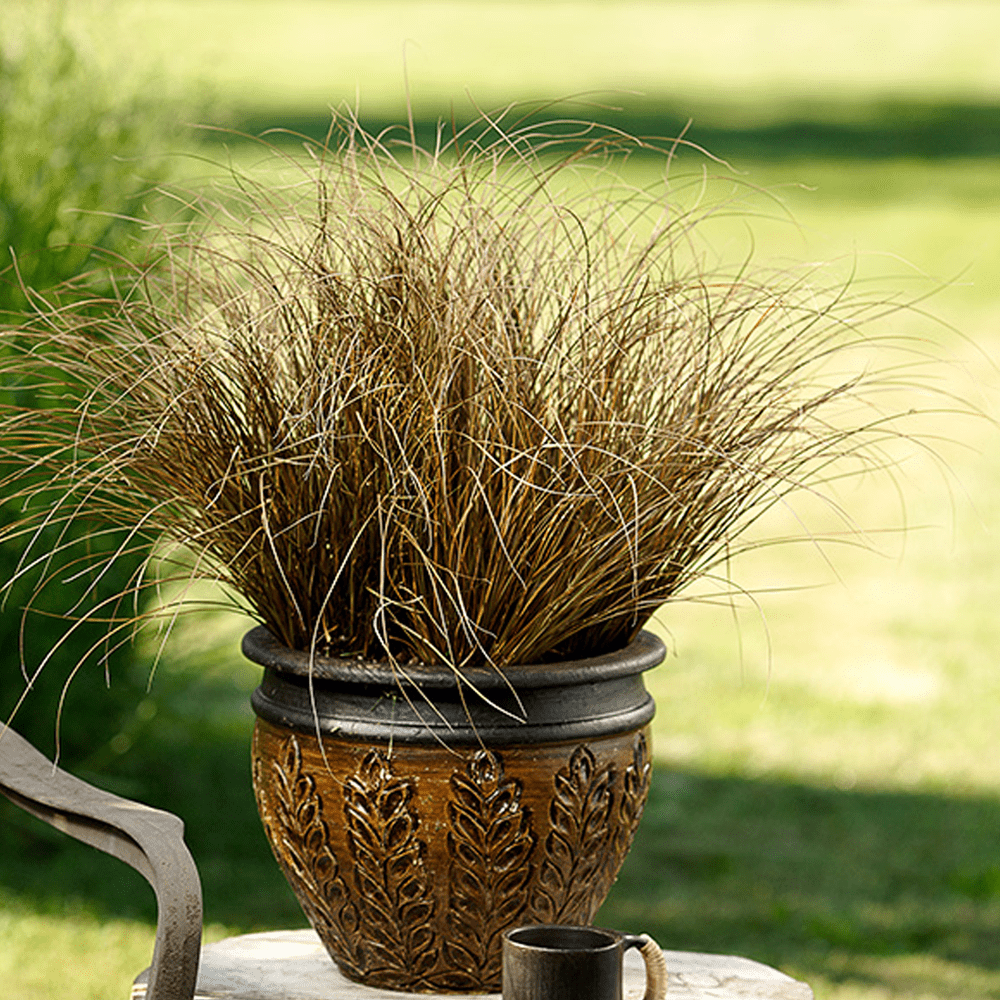 A large ornamental pot with brown, wispy grass sits outdoors on a lawn. A dark mug is placed beside the pot, and part of a bench is visible on the left. The background is green and blurred.