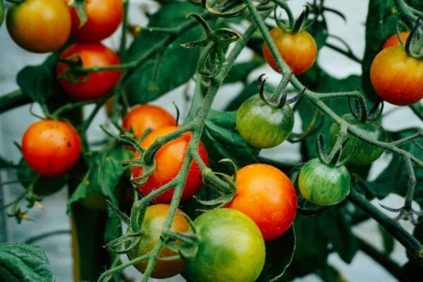 Clusters of cherry tomatoes in various stages of ripeness, from green to red, grow on leafy branches against a blurred background.