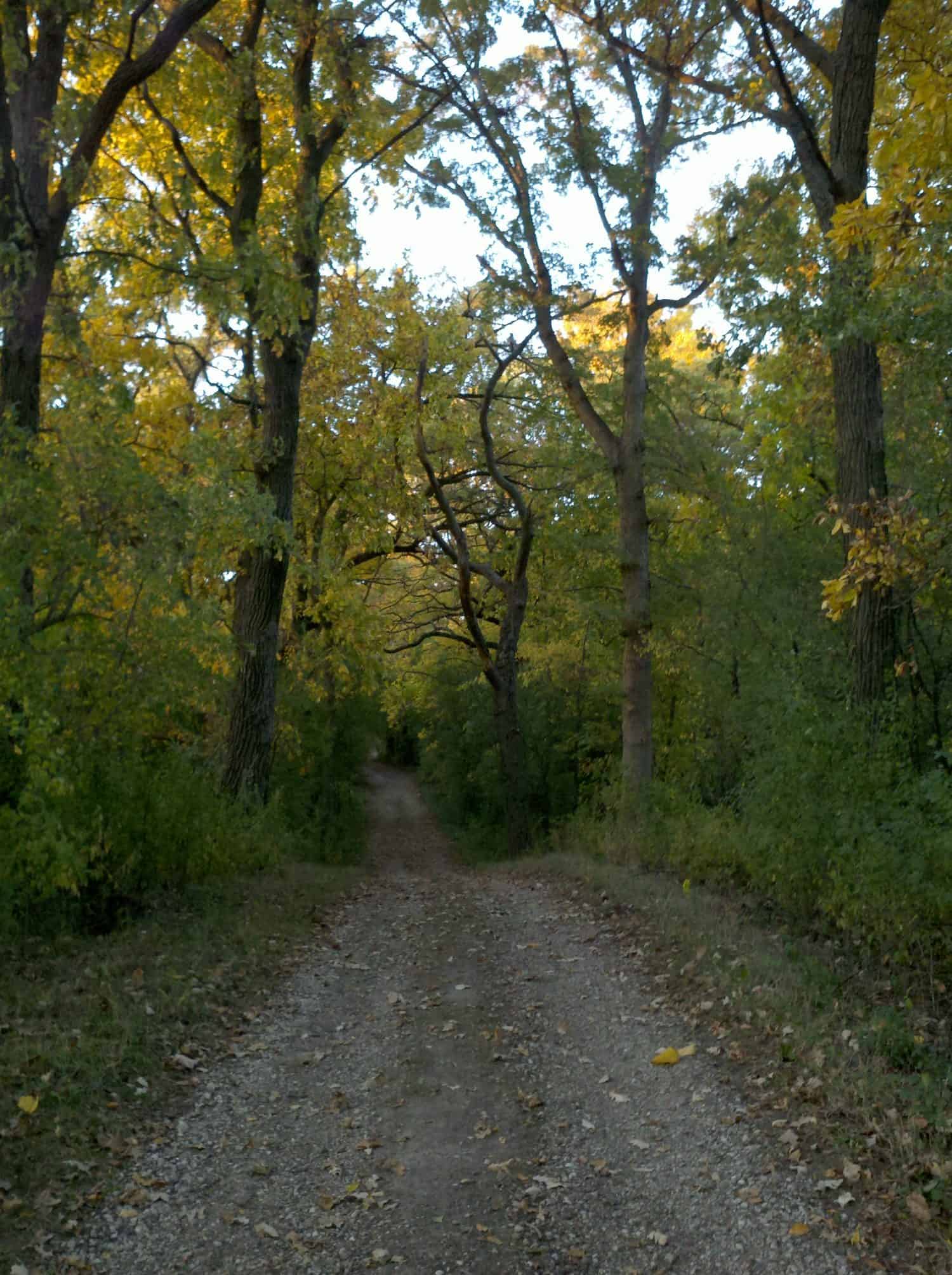 Trail #1 A narrow gravel path winds through a dense forest with tall trees and green and yellow leaves, creating a peaceful, natural tunnel.