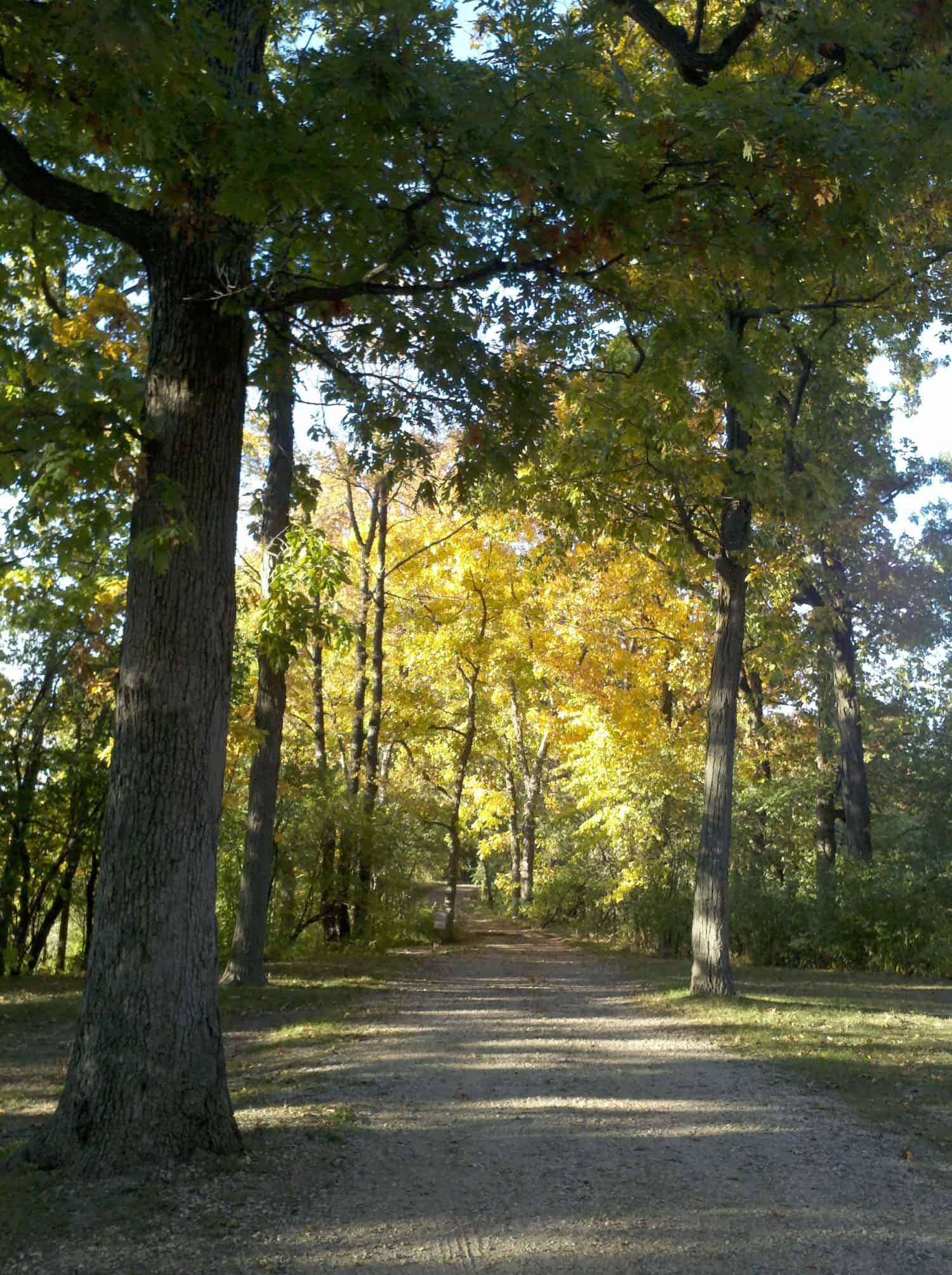 Trail #4 A sunlit dirt path winds through a forest with tall trees, some leaves turning yellow and gold, suggesting early autumn. Dappled sunlight creates a peaceful, inviting atmosphere.
