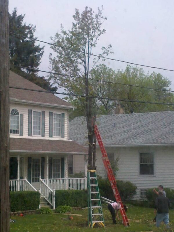 Two people cut branches from a tall tree in a yard between two houses. A red and a green ladder lean against the tree. One person works at the base while the other stands nearby.