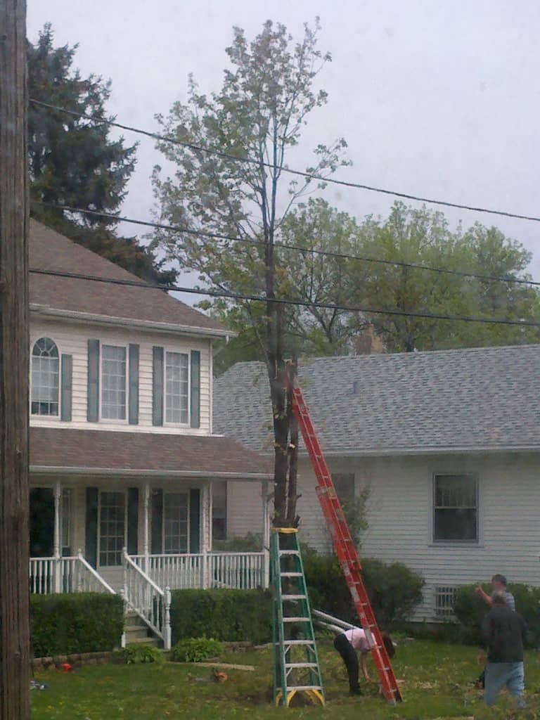 Tree #3 REVISED Two people are trimming a tall tree between houses using a green and a red ladder. One person stands on a ladder near the trunk, while the other stands on the ground, looking up. The scene is set in a suburban neighborhood.