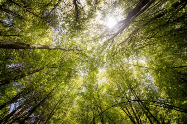 Sunlight shining through tall green trees, viewed from the ground looking up, with dense foliage creating a canopy in a vibrant forest scene.
