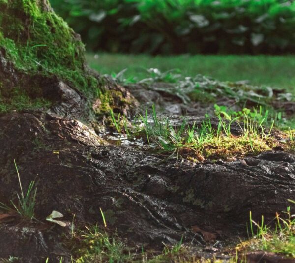 Close-up of tree roots with patches of grass and moss, wet from recent rain, in a garden with greenery and plants blurred in the background.
