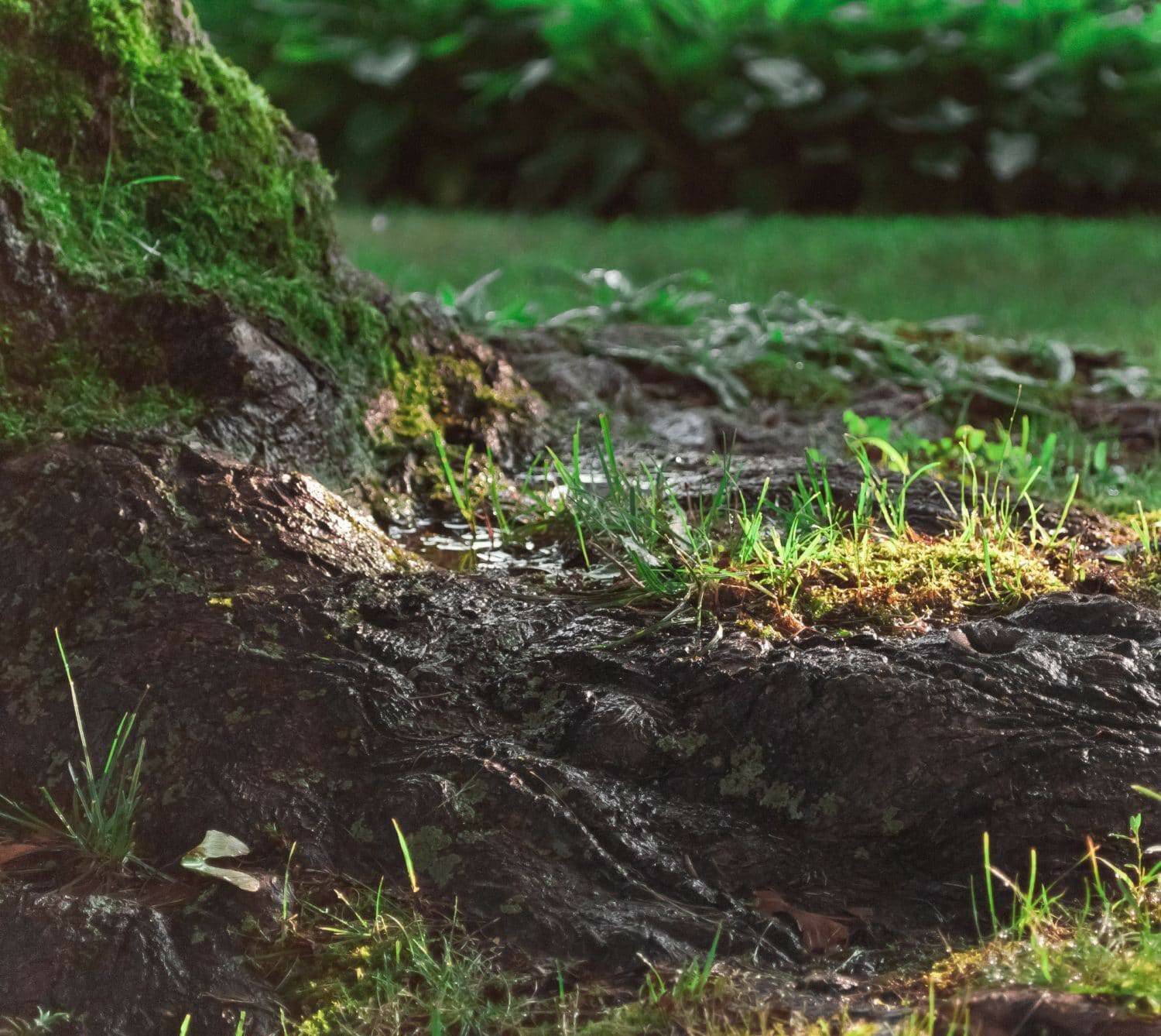 Close-up of tree roots with patches of grass and moss, wet from recent rain, in a garden with greenery and plants blurred in the background.