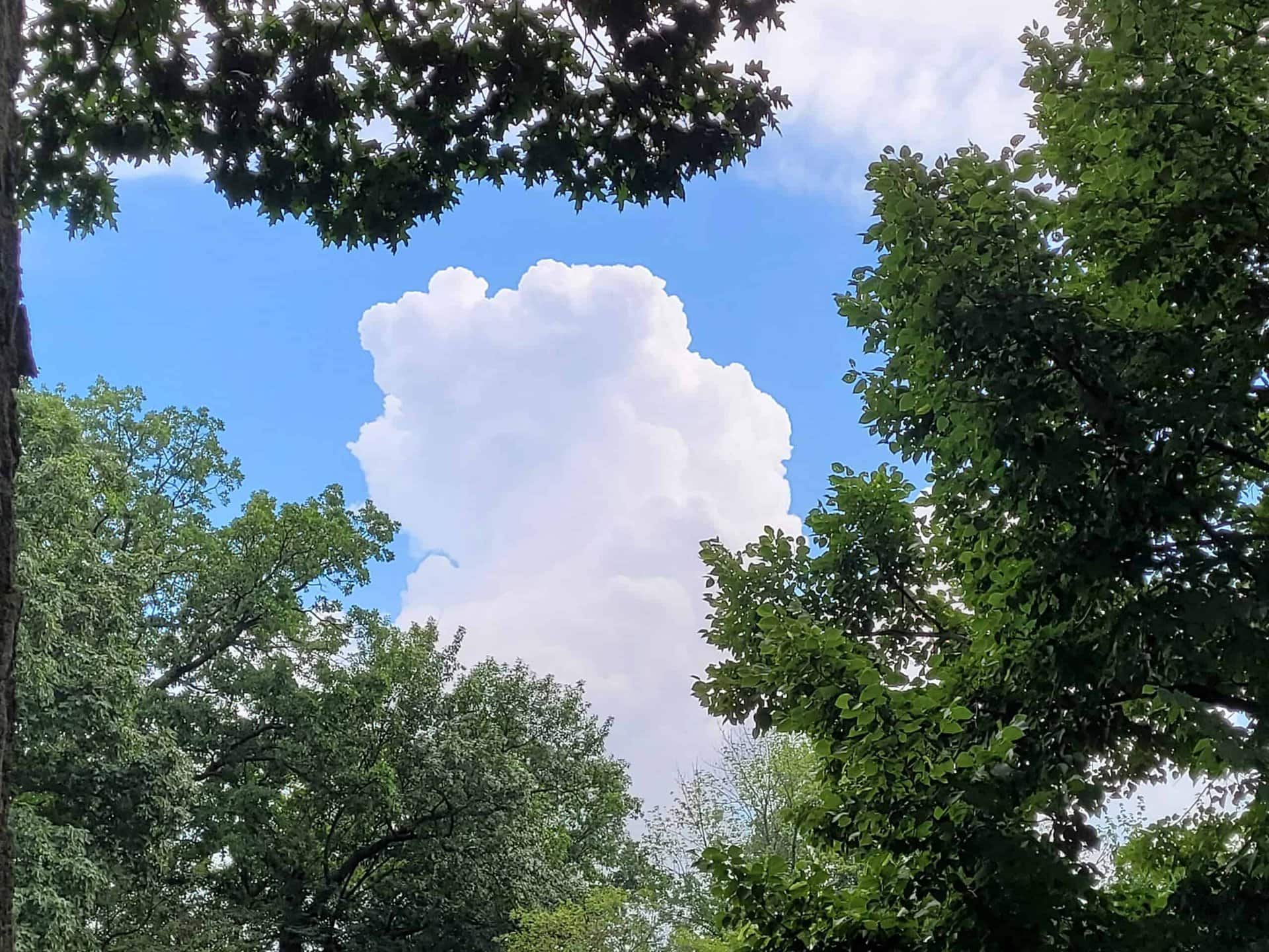 A tall, fluffy white cloud rises in a bright blue sky, framed by green leafy trees along the edges of the image.