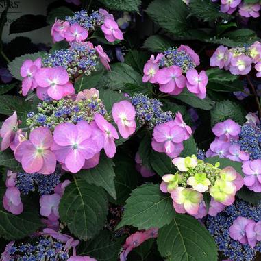 Close-up of blooming hydrangea flowers with clusters of pink, purple, and blue petals surrounded by green leaves.