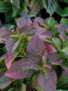Green and purple foliage with textured, serrated leaves closely clustered together, creating a vibrant, colorful pattern.