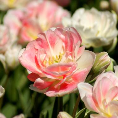 Close-up of pink and white tulips blooming outdoors, with soft sunlight highlighting the delicate petals and green stems in the background.