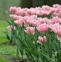 A group of light pink tulips grows in a neatly arranged flower bed with green grass and blurred trees in the background.
