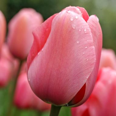 Close-up of a pink tulip with water droplets on its petals, with several more pink tulips softly blurred in the background.