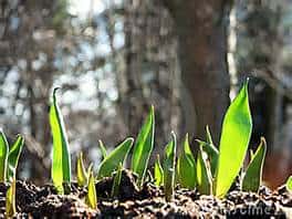 Green plant sprouts emerging from dark soil, bathed in sunlight, with a blurred background of trees, suggesting early spring growth in a natural outdoor setting.