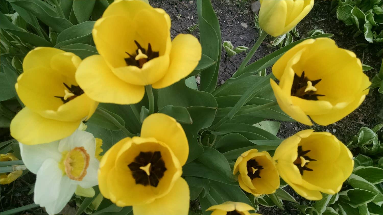 Top-down view of seven yellow tulips and one white daffodil with green leaves, growing in a garden bed with soil visible between the plants.