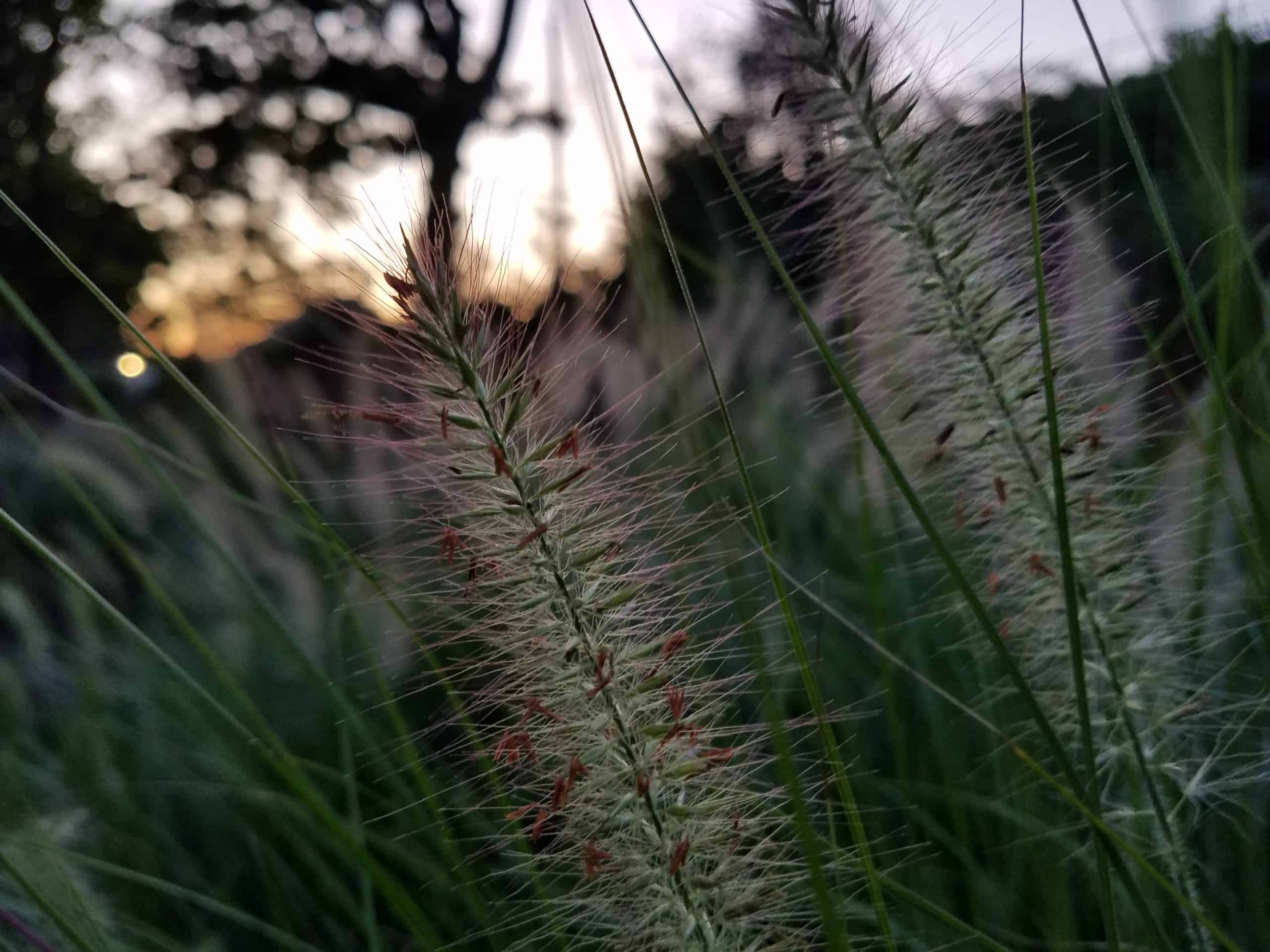 Close-up of tall grass with fuzzy seed heads, set against a blurred background of trees and a sunset sky.