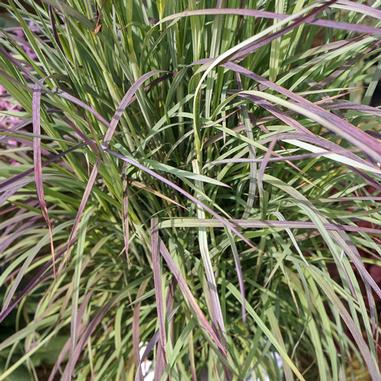 Close-up of ornamental grass with long, slender green leaves tinged with purple. The blades overlap and form a dense, textured cluster, showing a variety of shades and natural patterns.