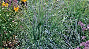 A dense clump of ornamental grass with long, thin green and blue-tinted blades, surrounded by yellow and purple flowering plants in a garden setting.