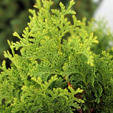 Close-up of vibrant green, textured evergreen foliage with delicate, overlapping needle-like leaves, showing intricate patterns and healthy growth.