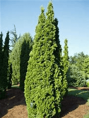 A tall, narrow evergreen tree with dense green foliage standing in a landscaped garden under a clear blue sky.