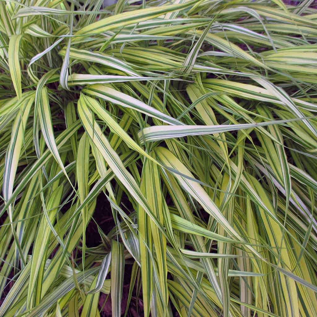 Long, narrow leaves with green and yellow stripes overlap in dense clusters, creating a textured and vibrant foliage pattern.
