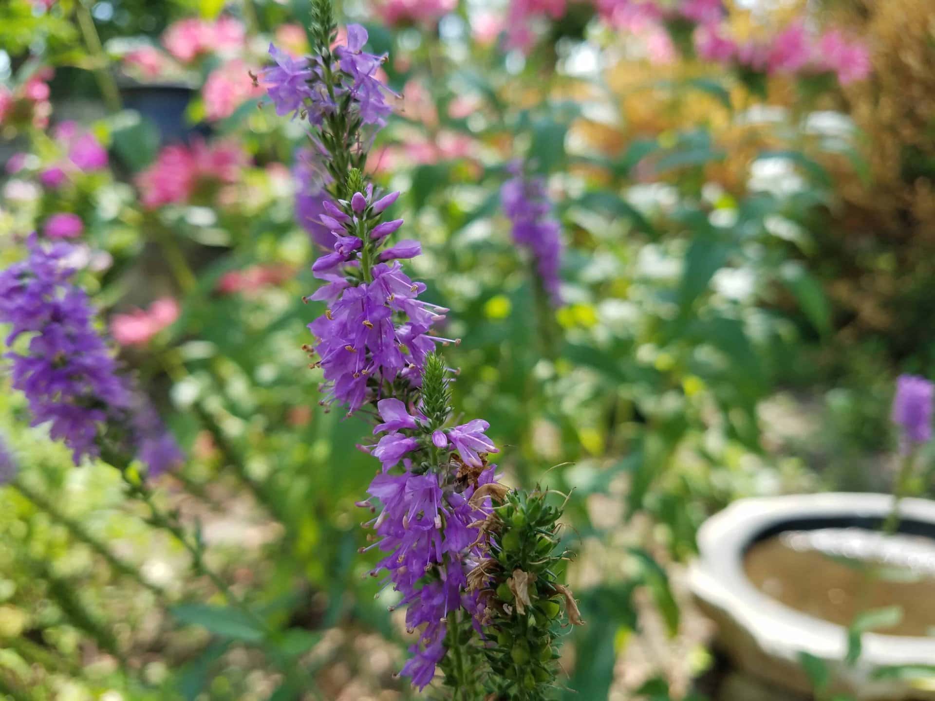 Close-up of purple wildflowers in a sunlit garden, with more flowers and green foliage blurred in the background. A round birdbath or water dish is visible in the lower right corner.