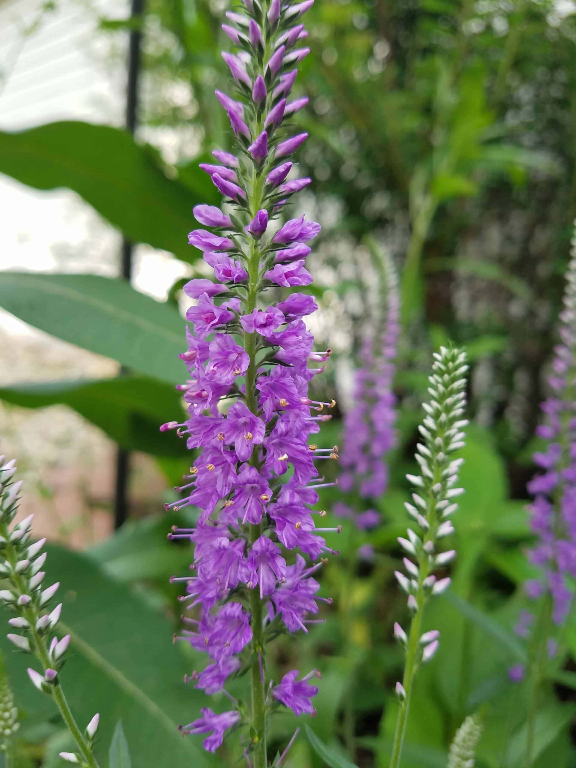 A close-up of a tall purple flower spike with small blossoms, surrounded by green leaves and more flower spikes in the background.