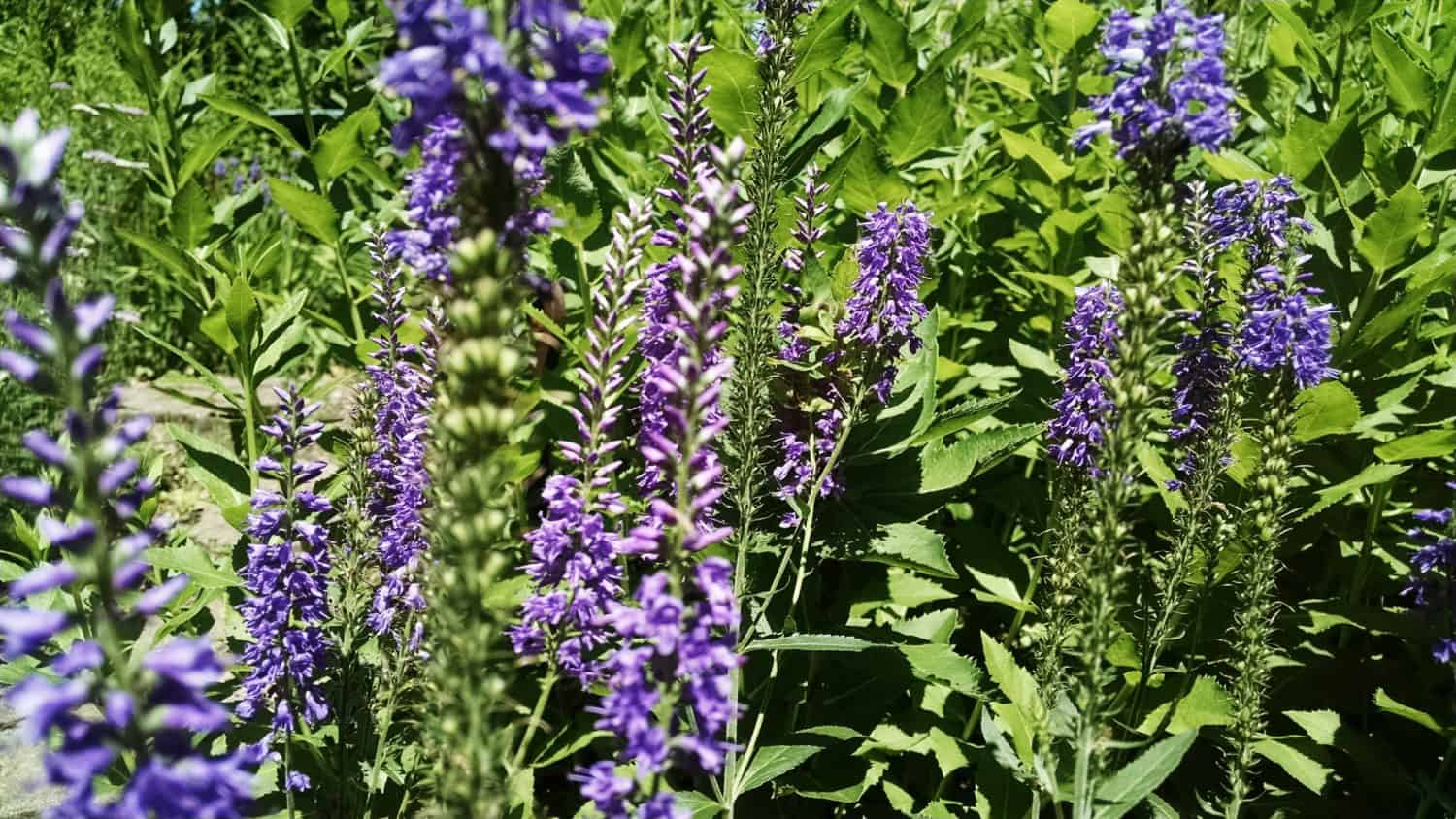 Tall purple wildflowers with green leaves and stems fill the image, growing densely in bright sunlight. The background is full of green foliage, creating a lush, vibrant natural scene.