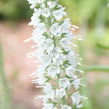 Close-up of a tall white flower spike with numerous small, delicate blossoms clustered tightly around the green stem. The background is softly blurred, highlighting the details of the flower.
