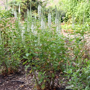 Tall green plants with elongated spikes of small white flowers growing in a garden with mulch on the ground and other greenery in the background.