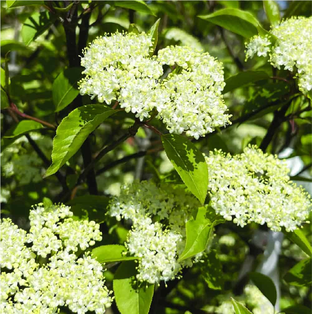 Clusters of small, white flowers blooming on a leafy green shrub, with several light green leaves surrounding the flower clusters.